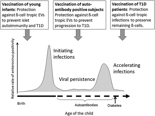 Figure 2. Summary of the scientific concept of preventing type 1 diabetes (T1D) by enterovirus (EV) vaccines. The figure shows the relative rate of enterovirus infections in different stages of the β-cell damaging process in children who develop T1D and different scenarios for the prevention of these infections by different vaccination regimens. Early infection by a β-cell tropic enterovirus strain has been implicated to play a role in the initiation of the β-cell damaging process. Later infections by other β-cell tropic virus strains may generate cumulative β-cell damage that eventually progress to T1D. The primary aim is to vaccinate children before the age of 6 months to prevent infections which are associated with the initiation of the β-cell damaging process. Polyvalent vaccine given at this point would protect also from later infections. In addition, the vaccine could also be given to autoantibody-positive but still nondiabetic children to prevent infections that could accelerate the progression of the β-cell damaging process. Theoretically, the vaccine could also give some benefit to subjects with established T1D by protecting their remaining β-cell reserve against additional viral hits. One additional scenario is to vaccinate pregnant women to protect newborn infants by maternal EV antibodies transferred via placenta and breast milk.