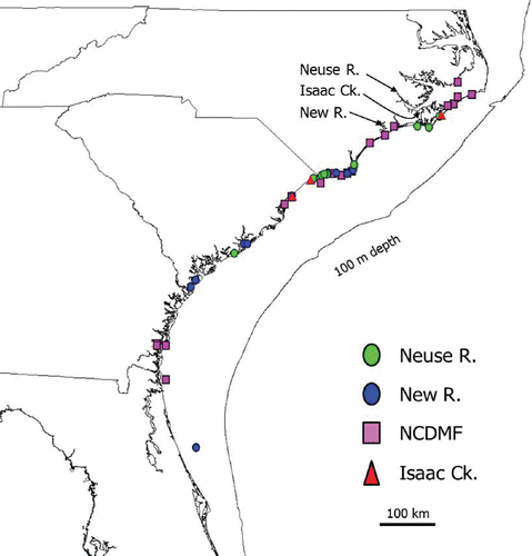 FIGURE 6. Recapture locations for Southern Flounder from three tagging studies: (1) Neuse and New rivers (2005–2006), (2) NCDMF (1980–1982, 1988–1995), and (3) Isaac Creek (2003–2005). Each symbol represents the recapture location of individual fish that had moved greater than 50 km from the tagging location and were recaptured after the overwinter period. The 100-m depth contour approximates the continental shelf–slope break.