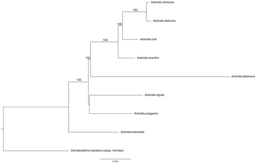 Figure 1. The phylogenetic tree based on the 9 complete chloroplast genome sequences. Bootstrap support values >50% are given at the nodes. Accession Numbers: Actinidia chinensis (NC026690), A. deliciosa (NC026691), A. eriantha (NC034914), A. tetramera (NC031187), A. arguta (NC034913), A. polygama (NC031186), A. kolomikta (NC034915), Clematoclethra scandens subsp. Hemsleyi (KX345299).
