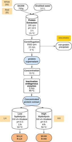 Figure 1. Infographic flow chart of the obtaining methodology of protein hydrolysates from DGSM.