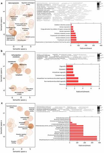 Figure 6. Gene ontology analysis combined with quantitative data for differentially expressed proteins in T. cruzi C8C3hvir cell line. Upregulated proteins in C8C3hvir associated with (a) biological processes, (b) cellular components, and (c) molecular functions. Only ontologies with q-value ≤0.05 are presented (Benjamini-Hochberg corrected). The word cloud diagram indicates terms in size and colour proportional to -log(p-value). The histogram indicates the fold enrichment of each ontology term, presenting overrepresented terms in comparison to a gene background. The bubble chart shows the geometric position of each identified ontology term, illustrating the proximity between them.