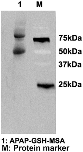 Figure 5. Generation of APAP-GSH-MSA adducts. APAP (10 mM) was metabolized in vitro by hCYP450 2E1. The reactive metabolite NAPQI was trapped by GSH and further conjugated to MSA with the use of EDC. APAP-GSH-MSA adducts (lane 1) were detected by immunoblot using anti-APAP antisera. Molecular mass markers (M) are indicated.