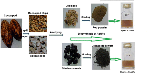 Figure 1. Synthesis of biogenic AgNPs using cocoa pod and seed extracts.