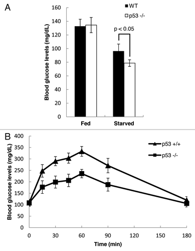 Figure 5. p53 regulates gluconeogenesis in vivo. (A) Blood glucose levels were measured in WT and p53−/− mice that were either fed or starved for 2 d (WT fed, n = 4; WT starved, n = 4; p53−/− fed, n = 6; p53−/− starved, n = 6). (B) Pyruvate challenge test was performed using WT and p53−/− mice that were starved for 16 h (WT mice, n = 5; p53−/− mice, n = 7). Blood glucose levels were measured at different time points after intra-peritoneal injection of sodium pyruvate.