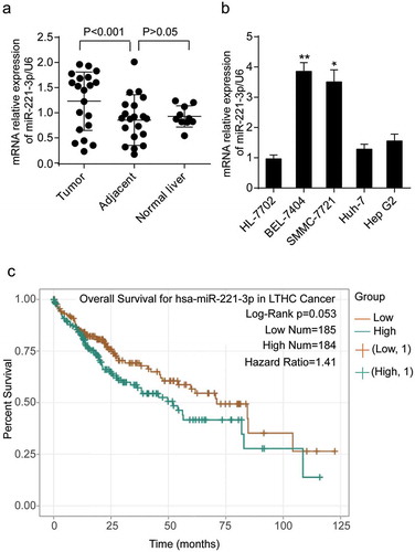 Figure 1. The expression of miR-221-3p in liver tissues and cell lines. (a) The expression of miR-221-3p was detected in the tumorous, adjacent, and normal liver tissues using RT-qPCR. (b) The expression of miR-221-3p was detected in HL-7702, BEL-7404, SMMC-7721, Huh-7, and Hep G2 cell lines using RT-qPCR. HL-7702 was the normal cell line. * p < .05 and ** p < .001, compared with HL-7702 cell line. (c) The overall survival results of HCC patients divided by miR-221-3p level. The survival curve comparing the patients with high (n = 184) and low (n = 185) expression of miR-221-3p in HCC was plotted using StarBase pan-cancer data. Data represented the mean ± SD of three independent experiments. Log-rank p = .053