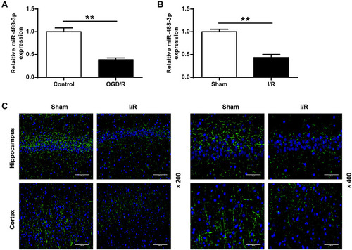 Figure 1 The miR-488-3p level was apparently reduced after OGD/R in vitro or I/R in vivo. (A) After OGD treatment in neuronal cells, mRNA level of miR-488-3p was diminished. (B) In mice undergoing transient MCAO/R, the miR-488-3p level was also diminished. (C) FISH assay was performed to observe the alteration of miR-488-3p in the hippocampus and cortex after I/R. Data were expressed as mean±SD. **P<0.01 (n = 6).