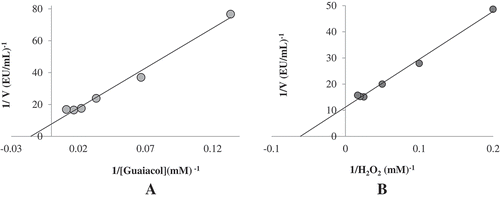 Figure 4. Lineweaver–Burk plots for both substrate of guaiacol (A) and H2O2 (B) for POD purified from haricot bean (Phaseolus vulgaris L.).