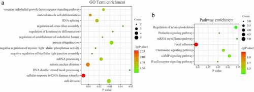 Figure 5. GO and KEGG pathway analysis of the tRF/tiRNA-mRNA regulatory network in PAITA.