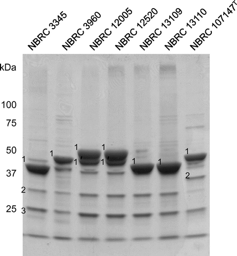 Fig. 2. Analysis of the cell surface proteins of L. brevis by SDS-PAGE. The numbers next to the bands denote the proteins subjected to identification.