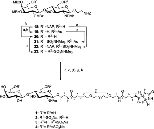 Scheme 4. Synthesis of target compounds 1–4.Note: Reagents and conditions: (a) Ac2O, pyridine, quant.; (b) DDQ, cat. H2O, CH2Cl2-MeOH, 84% for 19 (2 steps), 78% for 20; (c) SO3· NMe3, DMF, 60 °C, 88% for 21, quant. for 22, 90% for 23; (d) 1,3-diaminopropane, EtOH, reflux; (e) Ac2O, Et3N, MeOH; (f) NaOH, MeOH (for 21, 22), 50% MeOH (for 23), reflux; (g) H2, Pd-black, aq. EtOH + dil. AcOH (for 18), aq. 2-PrOH + dil. AcOH (for 21, 22), dil. AcOH (for 23); (h) NHS-PEG4-biotin, 1 M Na3PO4, 0.15 M NaCl.