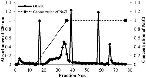 Figure 3. Chromatogram from DEAE-cellulose column chromatography indicates the absorbance at OD280 nm of the proteins eluting from the column using gradient concentrations of NaCl.