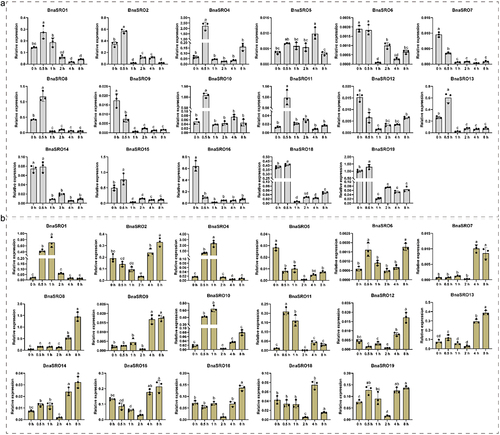 Figure 6. The relative expression levels of the BnaSROs in rapeseed leaves at different time points after exogenous ABA (a) and MeJA (b) treatments. The expression levels were calculated based on the 2−ΔCT method relative to the internal reference gene. The bars represent the mean ± SD (n = 3). The different letters indicate significant differences at p < 0.05 according to Duncan’s test.