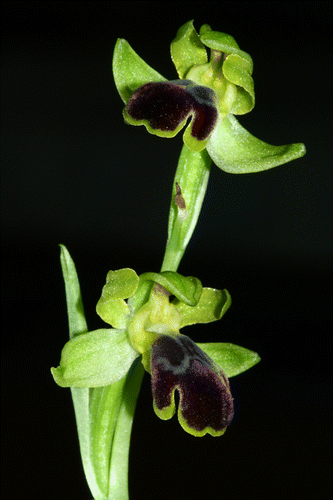 Figure 1. Isotype of Ophrys pseudomigoutiana, R. Martin, Aïn Jemala (Governorate of Beja), 27 March 2008.