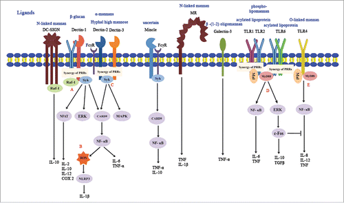 Figure 1. Recognition of C. albicans by pattern recognition receptors (PRRs). CLRs and TLRs are major membrane receptors for recognizing C. albicans. (A) Fungal recognition by dectin-1 can activate Syk, NFAT, ERK and NF-κB or trigger reactions through Raf-1 independent of Syk. The activation of dectin-1 results in the production of several inflammatory factors, including IL-2, IL-6, IL-10, TNF-α and COX2. (B) Dectin-1 collaborates with TLR2 in producing ROS and activating NLRP3 inflammasome that facilitates IL-1β maturation. (C) Dectin-2 and dectin-3 form a heterodimer to detect microbial infections and initiate Syk-mediated activation of NF-κB. FcRγ is recruited to help dectin-2 and mincle to activate intracellular signaling cascades. Dectin-3 is also demonstrated to associate with FcRγ. Both TLR2 and TLR4 are vital receptors for pro-inflammatory reactions mediated by MyD88 and Mal. (D) TLR2 binding enhances the amount of IL-10 and TGFβ (Tumor growth factor β) through the ERK-cFos pathway, which will cause immunesupression and the inhibition of pro-inflammatory signals. (E) TLR4 is efficient in mediating pro-inflammatory reactions, releasing IL-8, IL-12 and TNF. Besides individual effects, the combination of TLR1/TLR2 and TLR2/TLR6 will enhance the production of cytokines.