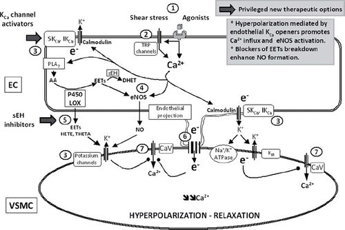 Figure 3. NO and EDHF. Endothelium-dependent relaxations resistant to inhibitors of NO synthases and cyclo-oxygenases, leading to the hyperpolarization of the underlying smooth muscle cells, are associated with different mechanisms: the metabolism of arachidonic acid via the lipoxygenases (LOX) or cytochrome P450 mono-oxygenases (P450) pathways and the non-chemical EDHF pathways, which, following the calcium-calmodulin-dependent activation of endothelial potassium channels, involve either the direct transfer of negative charges (e−) via the myoendothelial gap junction or the accumulation of potassium ions in the intercellular space and the subsequent activation of the smooth muscle Na+/K+-ATPase and/or the inwardly rectifying potassium channel. The circled numbers (from 1 to 7) indicate the principal steps in the development of endothelium-dependent hyperpolarizations and the potential sites of therapeutic intervention. The privileged therapeutic options, inhibitors of soluble epoxide hydrolase (sEH) and activators of endothelial potassium channels, are indicated by a broad arrow. 1) Agonists interacting with their receptor and physical forces such as shear stress increase endothelial intracellular calcium concentration. 2) Activation of transient receptor potential channels (TRP) contributes to calcium entry. 3) Activation of endothelial calcium-activated potassium channels of small (SKCa or KCa2.3) and intermediate conductance (IKCa or KCa3.1); the endothelial cell hyperpolarization increases the driving force for calcium entry. 4) Calcium-dependent activation of the endothelial nitric oxide synthase (eNOS); epoxyeicosatrienoic acids, P450 metabolites of arachidonic acid (AA), enhance NO production. 5) EETs and LOX metabolites, such as hydroxyeicosatetraenoic acids (HETE) and trihydroxyeicosatrienoic acids (THETA), can be released by endothelial cells and activate potassium channels of the smooth muscle cells to produce their hyperpolarization and relaxation. EETs are metabolized by sEH to form the generally less active dihydroxyeicosatrienoic acids (DHET). 6) Electrotonical coupling between endothelial and vascular smooth muscle cells via myoendothelial gap junctions clustered at specific endothelial projections toward the vascular smooth muscle cells. 7) Vascular smooth muscle hyperpolarization inhibits the activation of voltage-gated calcium channels (CaV) and decreases the intracellular calcium concentration.