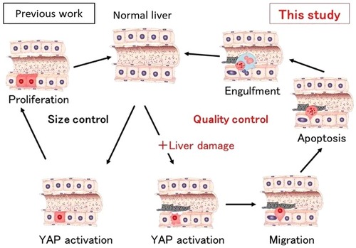 Figure 1. Active YAP (red cells) regulates liver size through hepatocyte proliferation (left; Previous work). In this study, we showed that active YAP selectively eliminates damaged hepatocytes (right). Hepatocytes expressing activated YAP in the presence of liver injury such as ethanol migrate into sinusoids, undergo apoptosis and are engulfed by Kupffer cells (blue).