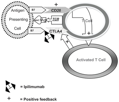 Figure 1 When an antigen (Ag) is presented in the context of the major histocompatibility complex (MHC) to the T cell receptor (TCR), binding of B7 with CD28 occurs which activates the T cell. Slightly later, the activated T cell stimulates CTLA4 which also binds to B7 to down-regulate the T cell. Ipilimumab inactivates the binding of CTLA4 with B7, allowing the T cell to remain activated.Abbreviations: Ag, antigen; MHC, major histocompatibility complex; TCR, T cell receptor.