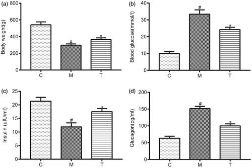 Figure 4. (a) The body weight in rats from the C, M, and T groups; (b) The blood glucose in rats from the C, M, and T groups; (c) The insulin in rats from the C, M, and T groups; (d. The glucagon in rats from the C, M, and T groups. Data are expressed as the mean ± SEM. Independent sample t-tests were employed for comparison between the two groups. Differences with p < 0.05 were considered statistically significant. #p< 0.05, the M group vs. the C group; *p < 0.05, the T group vs. the M group.