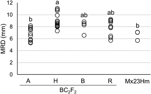 Figure 3. Max root diameter (MRD) in BC2F2 population and Mx23Hm. A, H, and B indicate BC2F2 individuals with Mx23Hm-type homozygous alleles, heterozygous alleles, and 0431-1-type homozygous alleles in the three markers (InDel_4.95, InDel_5.73, and InDel_6.86), respectively. R indicates BC2F2 individuals with recombinant alleles among the three markers. Values followed by the same letter are not significantly different according to Tukey’s honestly significant difference (HSD) test (P < 0.05).
