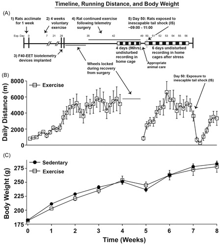 Figure 1. The experimental timeline, total daily running distances, and body weights are shown. (A) Animals were either sedentary or had access to running wheels (exercise) for 4 weeks prior to telemeter implantation. For the exercise group, the wheels were locked during recovery, but were unlocked for the remainder of the study following recovery from surgery. After stress exposure, all animals were allowed to recover from stress exposure completely undisturbed in their home cages for 6 subsequent days. (B) Total daily running distances across the entirety of the experiment are depicted. Wheels were locked during recovery from implantation of telemetry devices for animal safety. (C) Data are depicted in weekly increments demonstrating normal body weight gain across the experiment. Abbreviations are as follows: exp.: experimental; g: grams; m: meters.