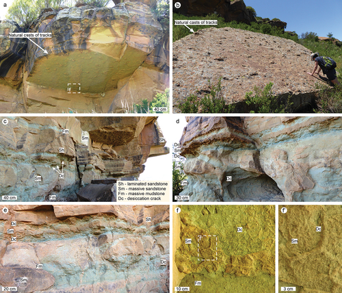 Figure 2. Sedimentological context of the TY tracksite. a. Overhang with an exposed lower bedding plane of a sandstone beds containing at least 125 natural casts of dinosaur tracks (see Figure 4 for track outlines and photogrammetry images). b. Fallen sandstone block exposing to weathering a former lower bedding plane with at least 227 natural casts of dinosaur tracks (see Figure 5 for track outlines and photogrammetry images). c–f. Sedimentary facies characteristics of the tabular sandstones and green mudstones in the upper Elliot Formation. Note the several generations of cross-cutting desiccation cracks that dominate in the green mudstones at the TY site.