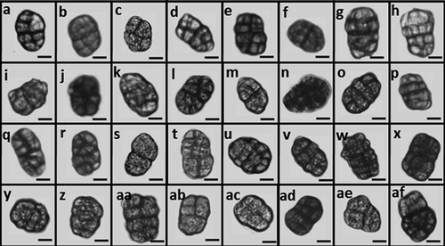 Fig. 2 Conidia of 31 field isolates of Stemphylium spp. and the ex-type of S. botryosum DAOM 195299 after 14 days incubation on V8-PDA medium at 25°C under continuous light. Photographed at 20× magnification with a ZEN Carl Zeiss camera and measured with ZEISS ZEN Digital Imaging for light microscopy. (a) SB11, (b) SB19, (c) SB20, (d) SB40, (e) SB85, (f) SB131, (g) SB133, (h) SB139, (i) SB148, (j) SB149, (k) SB165 and (l) SB167, (m) SB17, (n) SB31, (o) SB49, (p) SB90, (q) SB127, (r) SB134, (s) SB135, (t) SB140, (u) SB141, (v) SB143, (w) SB144, (x) SB146, (y) SB150, (z) SB166, (aa) DAOM 195299, (ab) SB27, (ac) SB32, (ad) SB44, (ae) SB132 and (af) SB151. Bar = 10 µm.