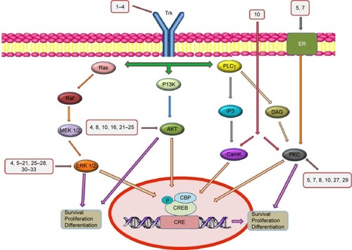 Figure 4 Main signaling pathways that mediate the neurotrophic effects of various polyphenols.