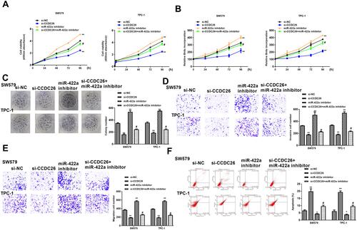 Figure 4 MiR-422a inhibitor reverses CCDC26 knockdown-induced inhibition of thyroid cancer progression in vitro. (A–F) The SW579 and TPC-1 cells were transfected with control siRNA (si-NC), CCDC26 siRNA (si-CCDC26), miR-422a inhibitor, or co-treated with CCDC26 siRNA (si-CCDC26) and miR-422a inhibitor. (A) Cell viability analyzed by CCK-8 assays. (B) Cell proliferation measured by BrdU incorporation assays. (C) Cell proliferation assessed by colony formation assays. (D and E) Cell migration and invasion examined by Transwell assays. (F) Cell apoptosis measured by flow cytometry. Data are presented as mean ± SD. Statistic significant differences were indicated: *P < 0.05, **P < 0.01, #P < 0.05.