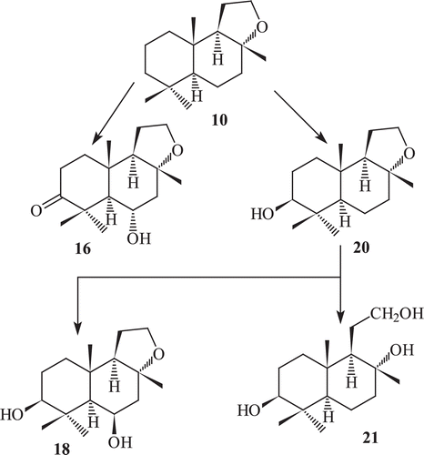 Scheme 4.  Metabolism of compound 10 by Rhizopus stolonifer.