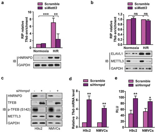 Figure 6. METTL3 promotes HNRNPD association with TFEB pre-mRNA in H/R-treated cardiomyocytes. (a and b) RIP analysis of the interaction of HNRNPD (A) or ELVAL1 (b) with Tfeb pre-mRNA using total cell lysates of H9c2 cells with or without METTL3 knockdown under normoxia or H/R condition. Enrichment of Tfeb pre-mRNA with an antibody against HNRNPD or ELVAL1 was measured by qRT-PCR and normalized to input. Western blotting was performed as indicated (mean ± SD; n = 3; **P < 0.01, ***P < 0.001 and ns: no significant difference). (c) Western blotting of TFEB expression in H9c2 cells and NMVCs with or without HNRNPD knockdown. (d) qRT-PCR analysis of Tfeb in H9c2 cells and NMVCs with or without HNRNPD knockdown (mean ± SD; n = 3; **P < 0.01 vs. Sramble in each cell line). (e) Relative activity of Tfeb 3ʹ-UTR firefly luciferase reporter in H9c2 cells and NMVCs with or without HNRNPD knockdown (relative luciferase activity: RLU). Mean ± SD; n = 3; *P < 0.05 and **P < 0.01 vs. Scramble in each cell line. P values were calculated with student’s t-test.