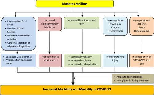 Figure 1 Suggested mechanisms of increased severity of COVID-19 in diabetes.