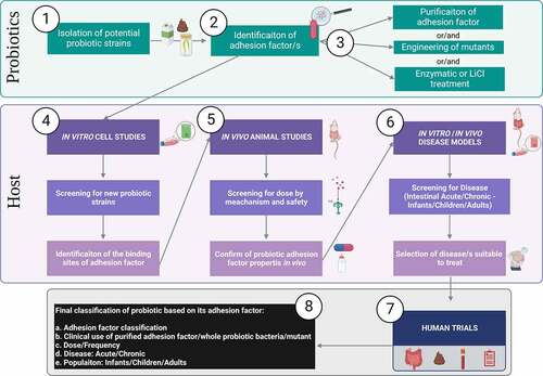 Figure 4. Ideal step-by-step workflow for studies of adhesion factors role in probiotic function. Given the mixed type of approaches found in literature the figure summarizes an ideal workflow for screening, experimental testing, and classification of probiotics considering adhesion factors. Bacteria from dairy, fermentation of fecal matter, etc, are isolated as potential probiotics (Step 1). Based on the bacteria type a hypothetical adhesion factor should be identified (Step 2). Then follows the purification of the adhesion factor (e.g. proteinic, polysaccharidic component), generation of mutants lacking, overexpressing the adhesion factor or enzymatic treatment of the bacteria (Step 3). In vitro studies, using most often IECs (e.g. Caco-2 cells) are the first experimental model used to investigate bacteria and adhesion factors for probiotic properties. Cell studies at this stage should ideally investigate the host receptors involved in the adhesion mechanism (Step 4). Once a probiotic and its adhesion mechanism have been identified, animal studies must aim to propose a dose range and mechanism of action in vivo (Step 5). Although adhesion factors are most often inert proteinic or complex carbohydrate by nature, hence considered safe, they could potentially be considered as drug-like when studying the metabolism in vivo to understand their half-life in the body. Once a preliminary hypothesis of the adhesin and healthy host is formulated, the next step should involve studies to decide which disease could benefit (Step 6). For instance, if it was hypothesized that an adhesion factor could benefit inflammatory conditions, established inflammatory models should be used to test this. Such models are for instance inflammation induced in IECs Caco-2 cell with inflammatory cytokines (e.g. IL-1β, TNF-α)Citation47 or/and animal models such as dextran sulfate sodium (DSS)-induced colitis in animals.Citation11 Next step comprises human trial conduction (Step 7). Although conduction of human trials in a stepwise manner takes longer, when possible, they should be performed in the following order: starting from pilot testing in healthy to study mainly safety, pilot trial in disease to mainly select a dose, and finally RCTs, Cross-Over or Parallel design trials with specific health outcomes. The 4 symbols represent samples used during human trials, intestinal biopsies, fecal samples, blood samples and symptoms questionnaires that can be used depending on the endpoint investigated and feasibility. Finally, considering both the probiotic and the host an adhesion factor-driven classification can be assigned to the probiotic (Step 8).