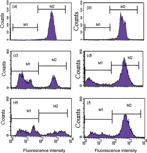 Fig. 6. Flow cytometry analysis of chlorophyll autofluorescence emitted by green vegetative cells and red cysts of Haematococcus WT and MT 2877. Cultures were subjected to HL + SA + FE stress after 4 days of optimal growth. Data represent the mean of at least three independent experiments, varying by less than 5%. (a) Histogram shows no low (M1) but high chlorophyll autofluorescence peak (M2) obtained from a 3-day WT culture under optimal growth conditions. (b) Histogram shows no low (M1) but high chlorophyll autofluorescence peak (M2) obtained from a 3-day MT2877 culture under optimal growth conditions. (c) Histogram shows low (M1) and high (M2) chlorophyll autofluorescence intensity peaks obtained from 6-day old WT cysts under HL + SA + FE. (d) Histogram shows low (M1) and high (M2) chlorophyll autofluorescence intensity peaks obtained from 6-day old MT 2877 cysts under HL + SA + FE. (e) Histogram shows low (M1) and high (M2) chlorophyll autofluorescence intensity peaks obtained from 15-day old WT cysts under HL + SA + FE. (f): Histogram shows low (M1) and high (M2) chlorophyll autofluorescence intensity peaks obtained from 15-day old MT 2877 cysts under HL + SA + FE.