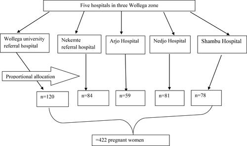 Figure 1 Diagrammatic presentation of the sampling procedure for the study on knowledge, attitude and practice toward COVID-19 among pregnant women in three Wollega zones, Ethiopia.