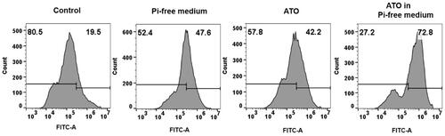 Figure 7. VX2 cells produced different levels of intracellular reactive oxygen species (ROS) in various treated groups.