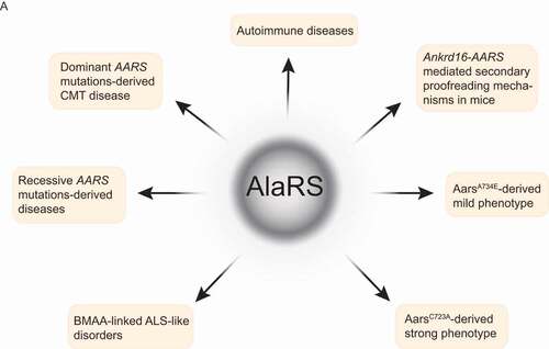 Figure 5. AlaRS and its disease connections