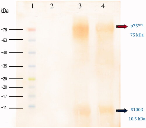 Figure 9. Western blot analysis of cultivated dMSCs on the SCs-imprinted substrates after 3 weeks. Lane 1: protein marker; Lane 2: extracted proteins from MSCs which were seeded on a plain substrate (without SC-imprinting); Lane 3: extracted proteins from primary SCs; Lanes 4: extracted proteins from dMSCs which were seeded on SCs-imprinted substrate.