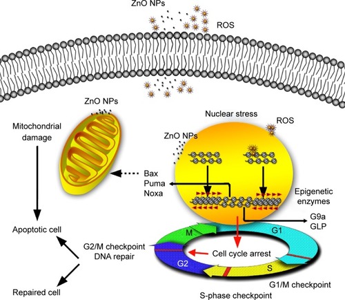 Figure 9 Possible mechanisms involved in ZnO NP-induced changes in HaCaT cells at epigenetic and molecular levels.Notes: ZnO NPs release ROS extra- and intracellularly. The transient ROS explosion and the ZnO NPs accumulated in perinucleus might result in G2/M cell cycle arrest associated with the nuclear stress (DNA damage and chromatin structure remodeling) before the viability of HaCaT cells was reduced. When the nucleus is subjected to stress, histone lysine residue modifications (H4K5ac and H3K9me2) near the DNA break regions might provide signals for recruitment of DNA repair proteins, resulting in the chromatin structure remodeling such as chromatin condensation and nucleus shrinking. The G2/M checkpoint prevented DNA-damaged cells from entering mitosis to allow for the repair of DNA prior to mitosis; the checkpoint signaling might activate pathways that lead to apoptosis if the damage is irreparable. The upregulation of the proapoptotic Bcl-2 family relevant genes Bax, Noxa, and Puma that are related to mitochondrial apoptotic pathway indicates that the apoptosis induced by ZnO NPs may be involved in mitochondrion damage. The mitochondrion squeezed by ZnO NPs directly may also result in mitochondrion dysfunction and subsequent cell apoptosis.Abbreviations: ZnO NPs, zinc oxide nanoparticles; ROS, reactive oxygen species.