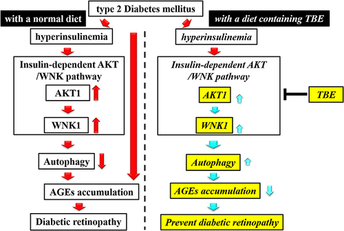 Figure 5 Diagram of the mechanism of activity. TBE administration inhibits the activation of AKT1 and WNK1 in the insulin-dependent AKT/WNK pathway and induces autophagy, thereby inhibiting AGE accumulation. As a result, the progression of DR is suppressed.