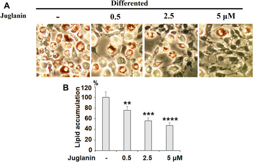 Figure 3 The effects of juglanin on adipogenesis in differentiating 3T3-L1 cells. 3T3-L1 preadipocytes were induced to differentiate with induction medium in the presence or absence of juglanin (0.5, 2.5, 5 μM) for 8 days. (A) Cellular lipid contents were assessed by oil red O staining; (B) Differentiated 3T3-L1 cells were treated with isopropanol and lipid accumulation was measured using the absorbance at OD 490 nm. Lipid accumulation in control differentiated group cells compared to juglanin-treated 3T3-L1 cells (**, ***, ****, P<0.01, 0.001, 0.0001 vs Vehicle control).