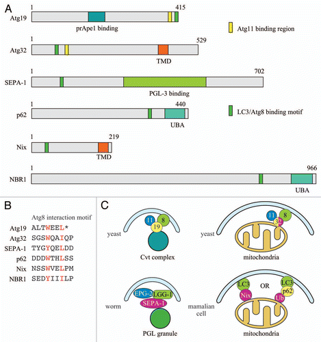 Figure 1 Selective autophagy and the corresponding organelle marker, receptor and adaptor proteins. The Atg11 interaction domain of Atg32 has not been mapped at present and the indicated position is approximate. (A) Key motifs of the marker and receptor proteins; (B) Atg8/LC3 interaction motifs of autophagic marker and receptor proteins; (C) Models of selective autophagy in different organisms. Atg32 shares properties of both organelle/cargo marker proteins and receptors; it is an integral membrane component of the mitochondria, and it binds both Atg11 and Atg8. TMD, transmembrane domain; UBA, ubiquitin-associated domain.