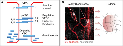 Figure 2. Opening of adherens junction in molecular extravasation. Panel A outlines schematically how VE-cadherin (VEC) engaged in hemophilic interactions at adherens junctions is regulated by hyperphosphorylation, correlating with internalization and degradation of VE-cadherin. VE-cadherin may also recycle; see text. Panel B shows leaky mouse tracheal vasculature after tail-vein injection of VEGF and fluorescent microspheres (white), followed by whole-mount immunostaining for VE-cadherin (red). VEGF-induced vascular leakiness leads to edema.