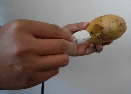 Figure 3. Implantation of the acceleration sensor into a potato tuber.