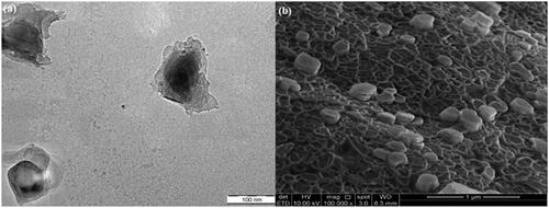 Figure 12. TEM and FeSEM images of P3DL/PAH/PSSCMA with magnification of 110,000× and 100,000×, respectively.