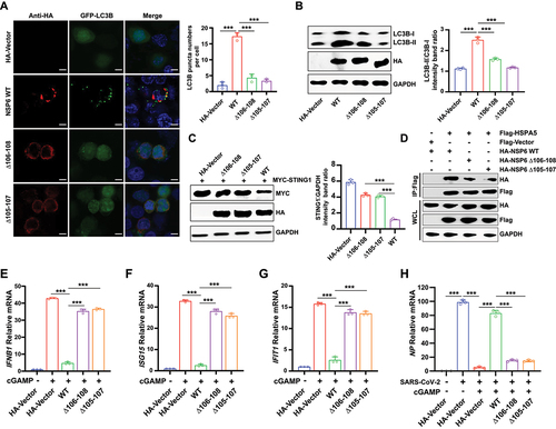 Figure 8. SARS-CoV-2 NSP6 with three-aa deletion leads to the attenuation of autophagy and STING1 degradation. (A) the LC3B puncta were investigated by fluorescence microscopy in HEK293T cells co-transfected with GFP-LC3B and NSP6 WT, NSP6 Δ105–107, or NSP6 Δ106–108 plasmid. The amount of autophagy was determined by quantification of GFP-LC3B puncta in 30 cells (right). Scale bars: 5 μm. (B–C) the expression levels of LC3B (B) and STING1 (C) were analyzed by immunoblotting in HEK293T cells co-transfected with the indicated plasmids for 24 h (left). Band intensities were determined by ImageJ software (right). (D) the interaction between HSPA5 and NSP6, NSP6 Δ106–108, or NSP6 Δ105–107 was detected by co-IP assays in HEK293T cells co-transfected with the indicated plasmids for 24 h. (E-G) the mRNA levels of IFNB1 (E), ISG15 (F), and IFIT1 (G) were determined by RT-qPCR in HeLa cells (expressing endogenous CGAS and STING1) transfected with HA-NSP6, NSP6 Δ106–108, NSP6 Δ105–107, or HA-Vector plasmid for 24 h, followed by 2’,3’-cGAMP treatment for 8 h. (H) RT-qPCR analysis of SARS-CoV-2 NP mRNA levels in HeLa-ACE2 cells transfected with HA-NSP6, NSP6 Δ106–108, NSP6 Δ105–107, or HA-Vector plasmid for 24 h, followed by 2’,3’-cGAMP treatment for 8 h, then SARS-CoV-2-WT (MOI = 0.01) infection for another 12 h. The data are representative of three independent experiments. Data are presented as mean ± SD. *P < 0.05, **P < 0.01, and ***P < 0.001 (unpaired, two-tailed Student’s t-test).