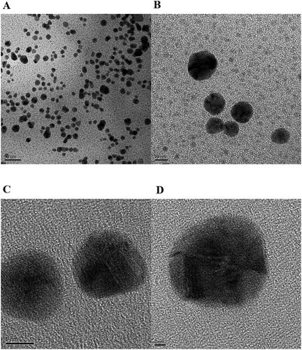 Figure 3. HR-TEM images of P-AuNPs. The scale bars represent (A) 50 nm, (B) 10 nm, (C) 5 nm, and (D) 2 nm.