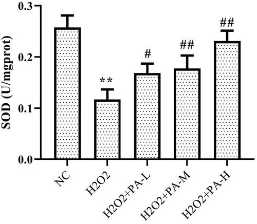 Figure 10. Effect of phenylacetamideon SOD levels in H9c2 cells. Values are expressed as the mean ± SD of 6 samples. *p < 0.05, **p < 0.01 vs. NC group; #p < 0.05, ##p < 0.01 vs. H2O2 group.