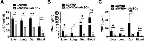 Figure 6 hAMSCs can inhibit the secretion of inflammatory cytokine in target organs. (A) IL-17A level in lung and gut were significantly decreased in aGVHD+hAMSCs group than that in aGVHD group. *p < 0.05 and **p < 0.01. (B) IFN-γ level in liver and gut were significantly decreased in aGVHD+hAMSCs group than that in aGVHD group. *p < 0.05. (C) TNF level in liver and blood were significantly decreased in aGVHD+hAMSCs group than that in aGVHD group. *p < 0.05 and **p < 0.01.