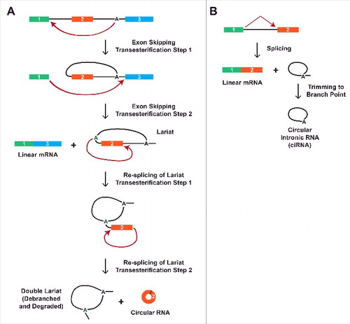 Figure 5. Generation of circular RNAs via exon skipping or a failure to debranch introns. (A) Circular RNA biogenesis can proceed through an exon-containing lariat. Via an alternative splicing event, exon 2 can first be skipped to generate a linear mRNA consisting of exons 1 and 3 as well as an intron lariat intermediate. The lariat can then be re-spliced to generate a circular RNA comprised of exon 2 along with a double lariat, which is subsequently debranched and degraded. (B) Although most intron lariats are rapidly debranched, some are only trimmed to their branch point. This generates a circular intronic RNA that is covalently joined by a 2′-5′ phosphodiester bond between the 5′ end of the intron and the branch point adenosine.