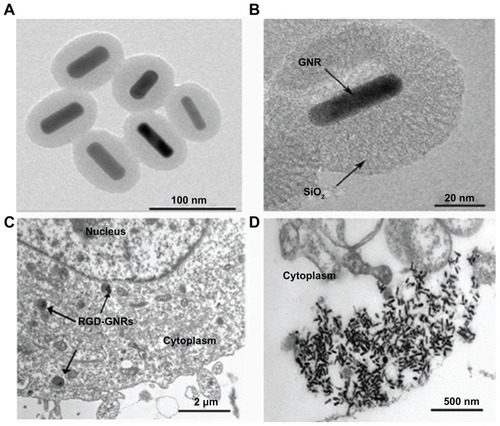 Figure 1 Gold nanorods and internalization by human melanoma A375 cells. (A and B) Nanoparticles shown at different magnifications as viewed by transmission electron microscopy. The gold nanorods were coated with an approximately 31 nm silica layer. (C and D) A375 melanoma cell shows evidence of internalized RGD-GNRs. Gold nanorods were internalized into cells by endocytosis at the cell membrane, and mainly distributed in cytoplasm.Abbreviations: GNR, gold nanorod; RGD-GNRs, arginine-glycine-aspartate-conjugated gold nanorods.